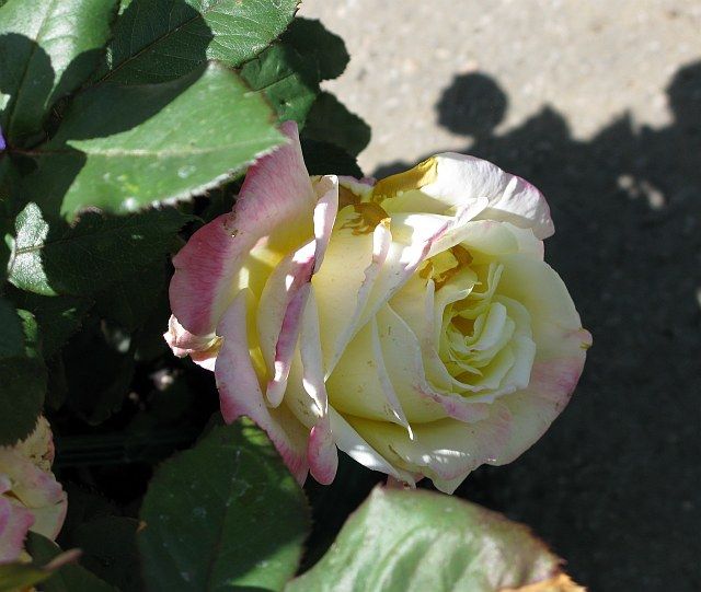  photo 3BellaromaIMG_0809640wide_zpse58b43ad.jpg